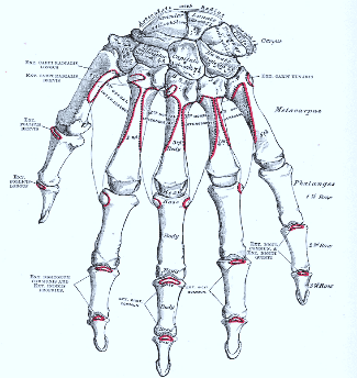 Figure 1: Bones of the wrist and hand, the region examined by X-ray in the ossification test to assess bone maturity